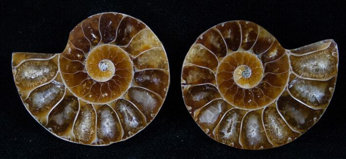 Small Desmoceras Ammonite Pair - #14923